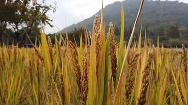 风吹麦浪实拍水稻田园自然风光视频的预览图